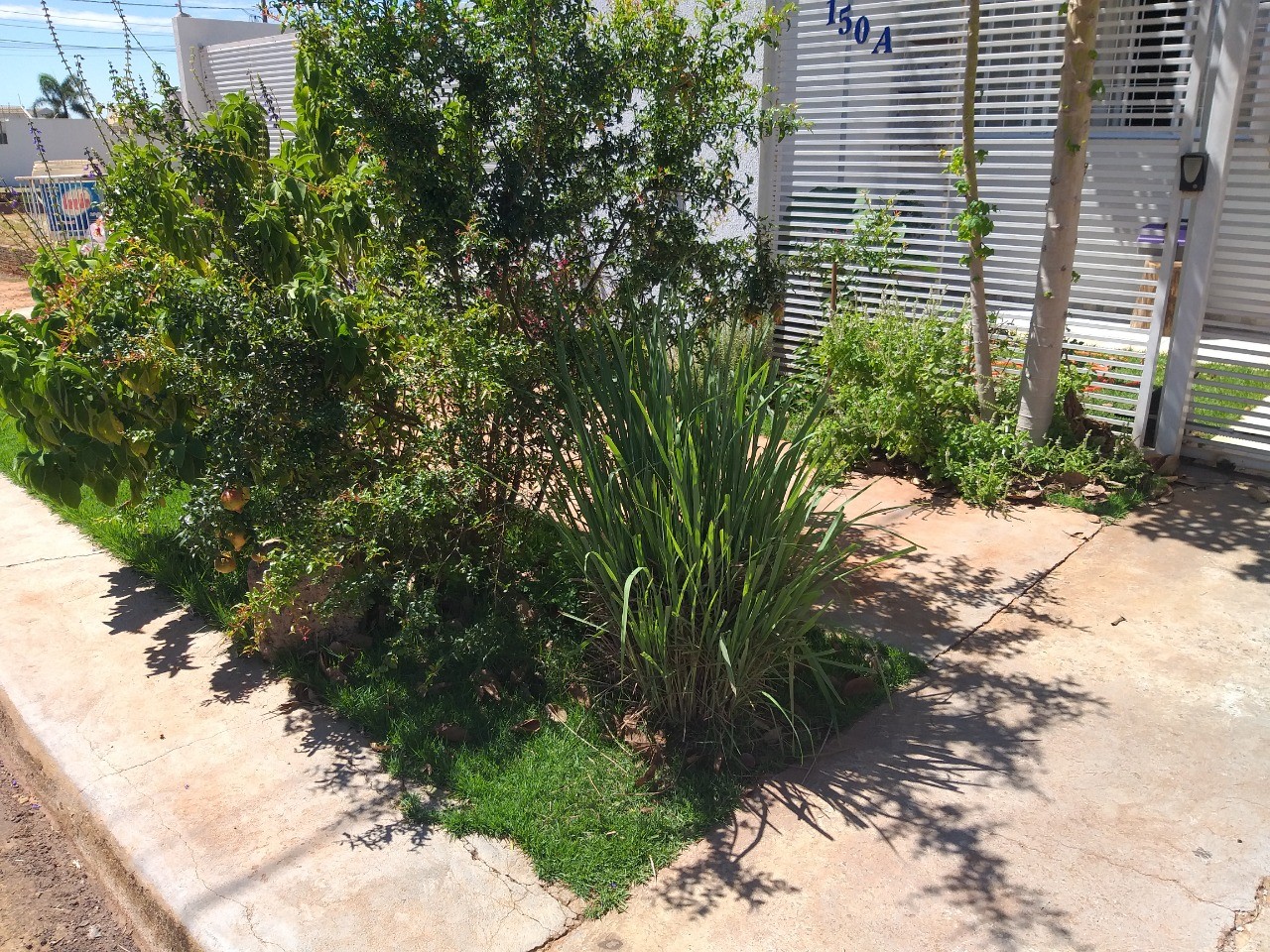 Em Maringá, grupo transforma espaços de calçadas em canteiros para frutas