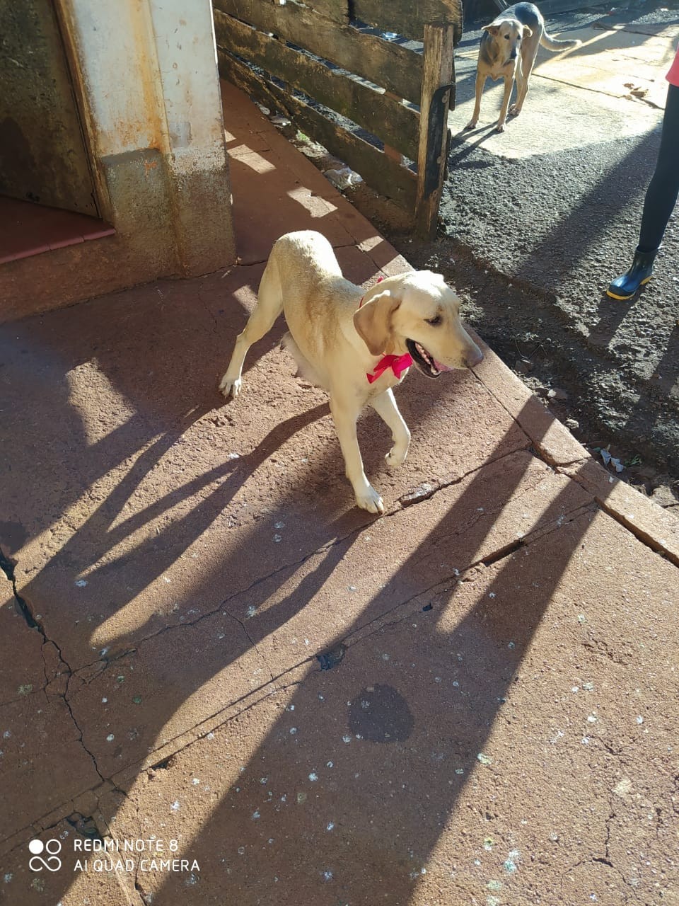 Cadelinha Lanna, de morador de rua, está em abrigo de Maringá