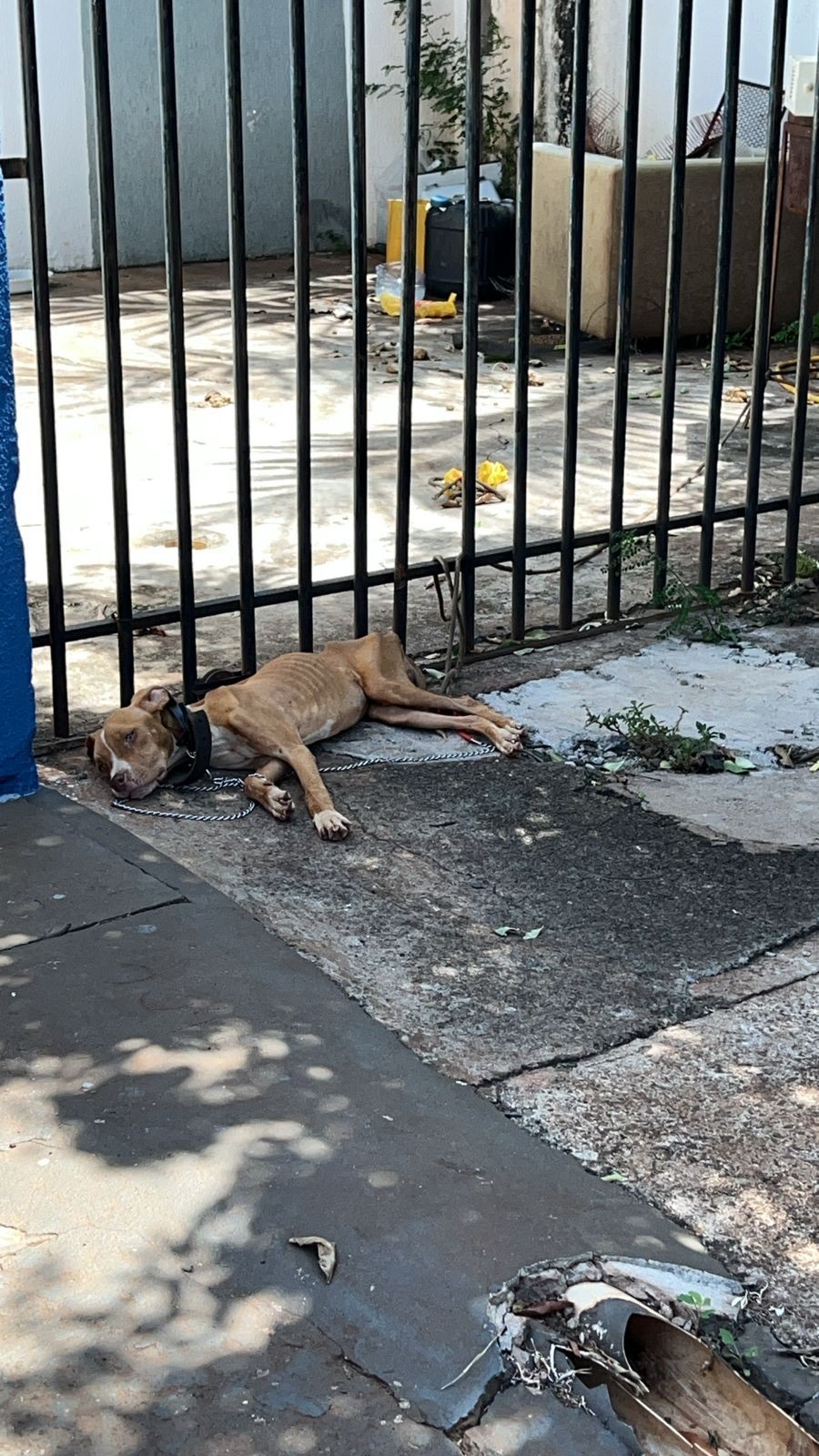 SPA resgata cadela vítima  de maus-tratos em Sarandi