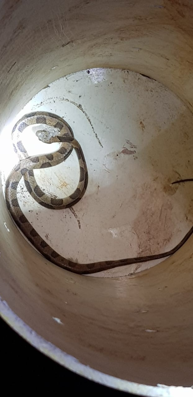 Moradora encontra cobra debaixo de geladeira em Maringá