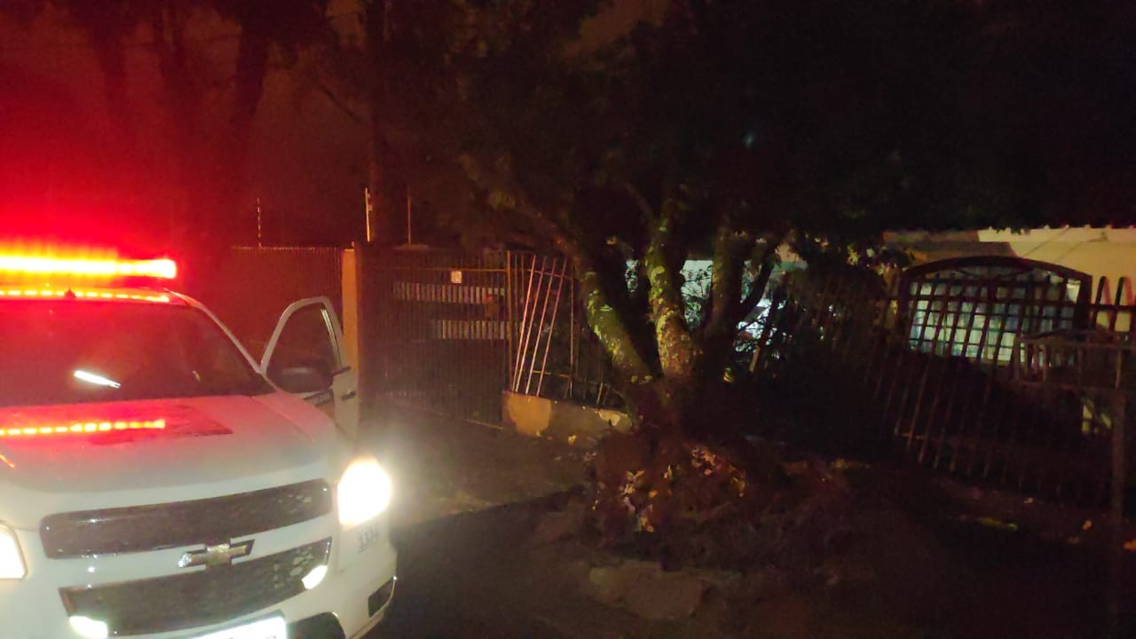 62 árvores caíram em Maringá durante vendaval