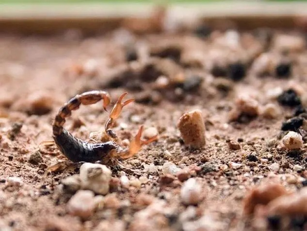 Bebê de 11 meses é picado por escorpião em CMEI