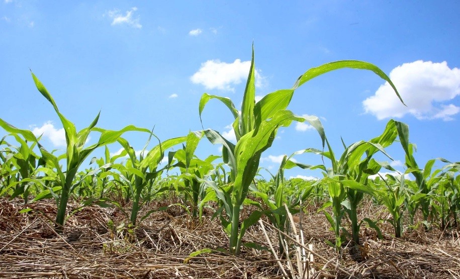 Cotações do milho no porto de Paranaguá avançam rapidamente em março