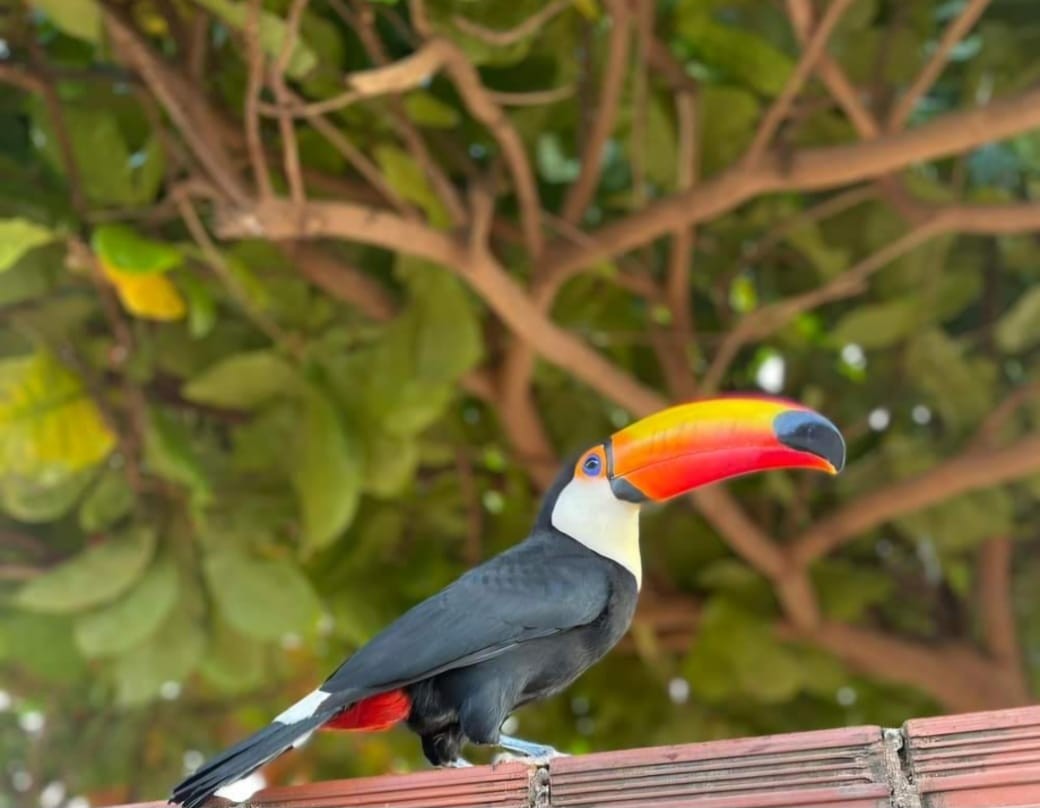 Tucano vira “mascote” de cidade da região