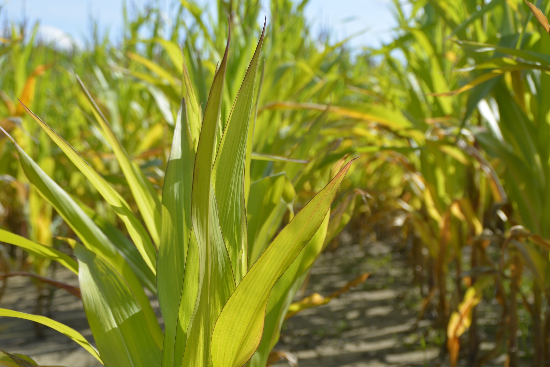 Desempenho do milho deve superar soja, trigo e arroz, diz consultoria