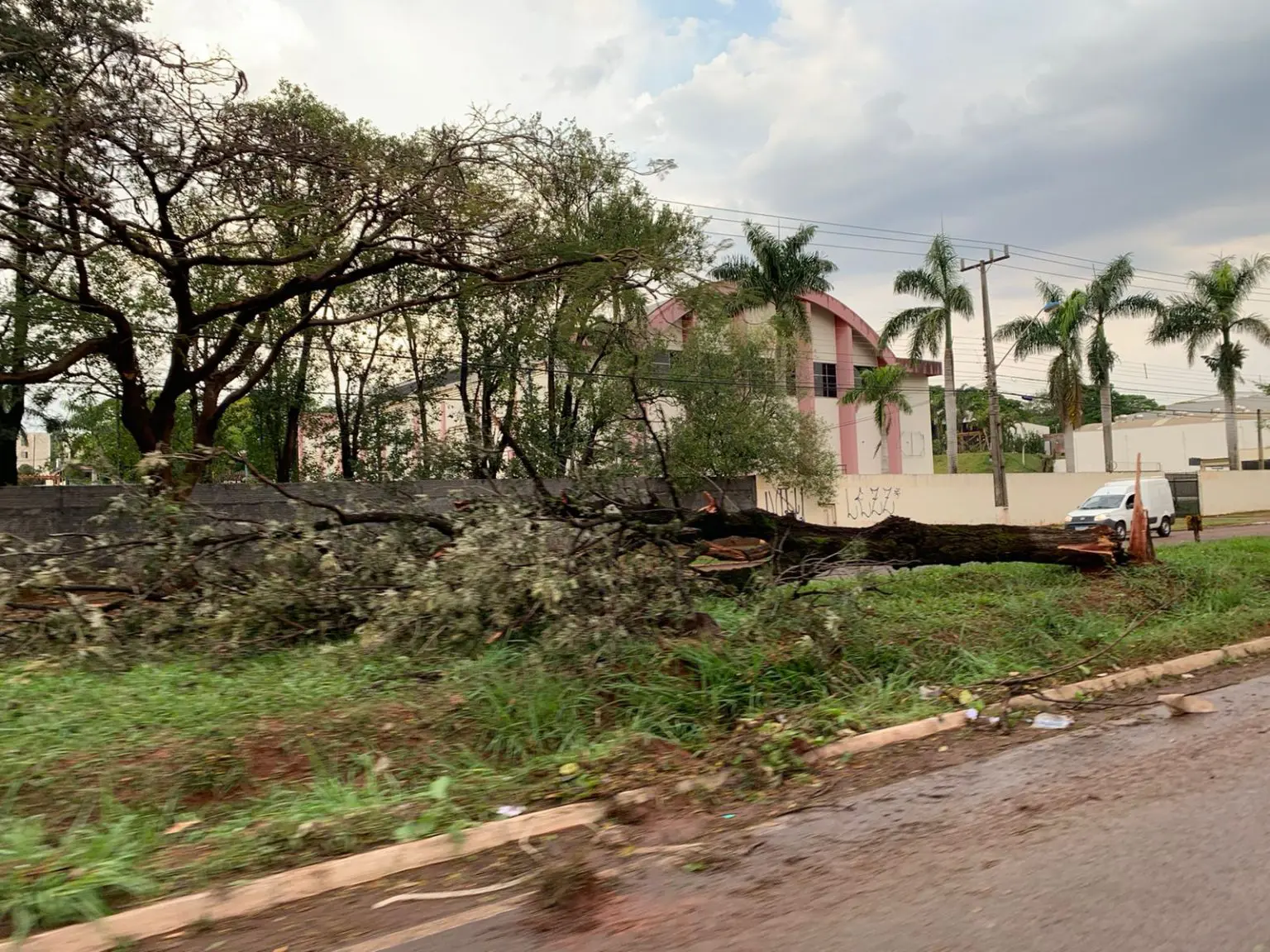 O temporal derrubou árvores no Jardim Alvorada, em Maringá. Foto: Fábio Guillen/GMC Online