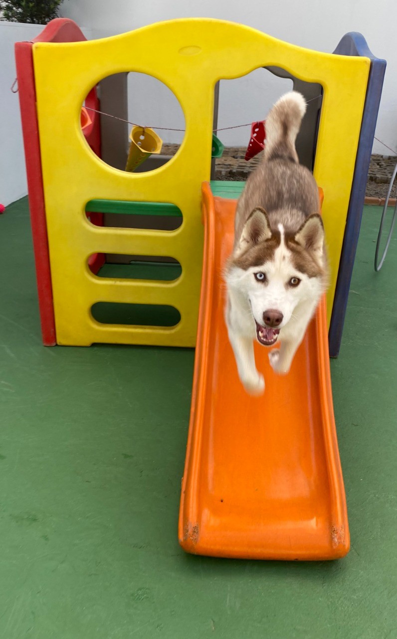 Demanda por hotéis para pets aumenta no fim de ano