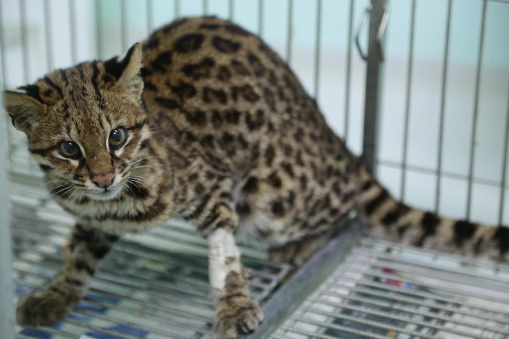 Jaguatirica atropelada em Mandaguari é solta após receber tratamento