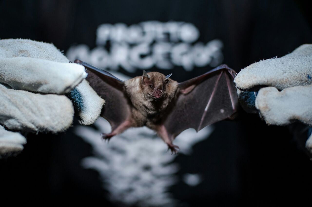 Maringá confirma segundo caso de raiva em morcego