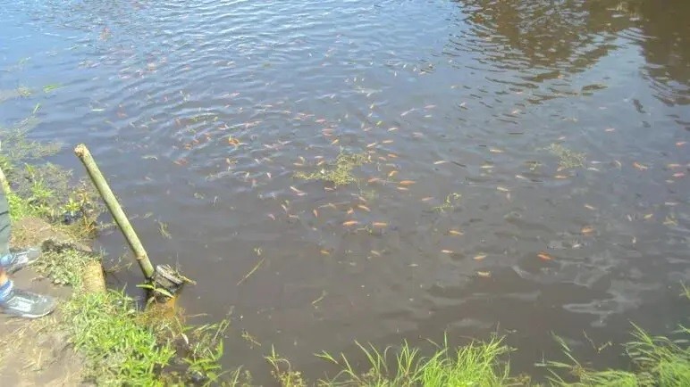Cerca de 500 quilos de peixes são furtados de represa na região