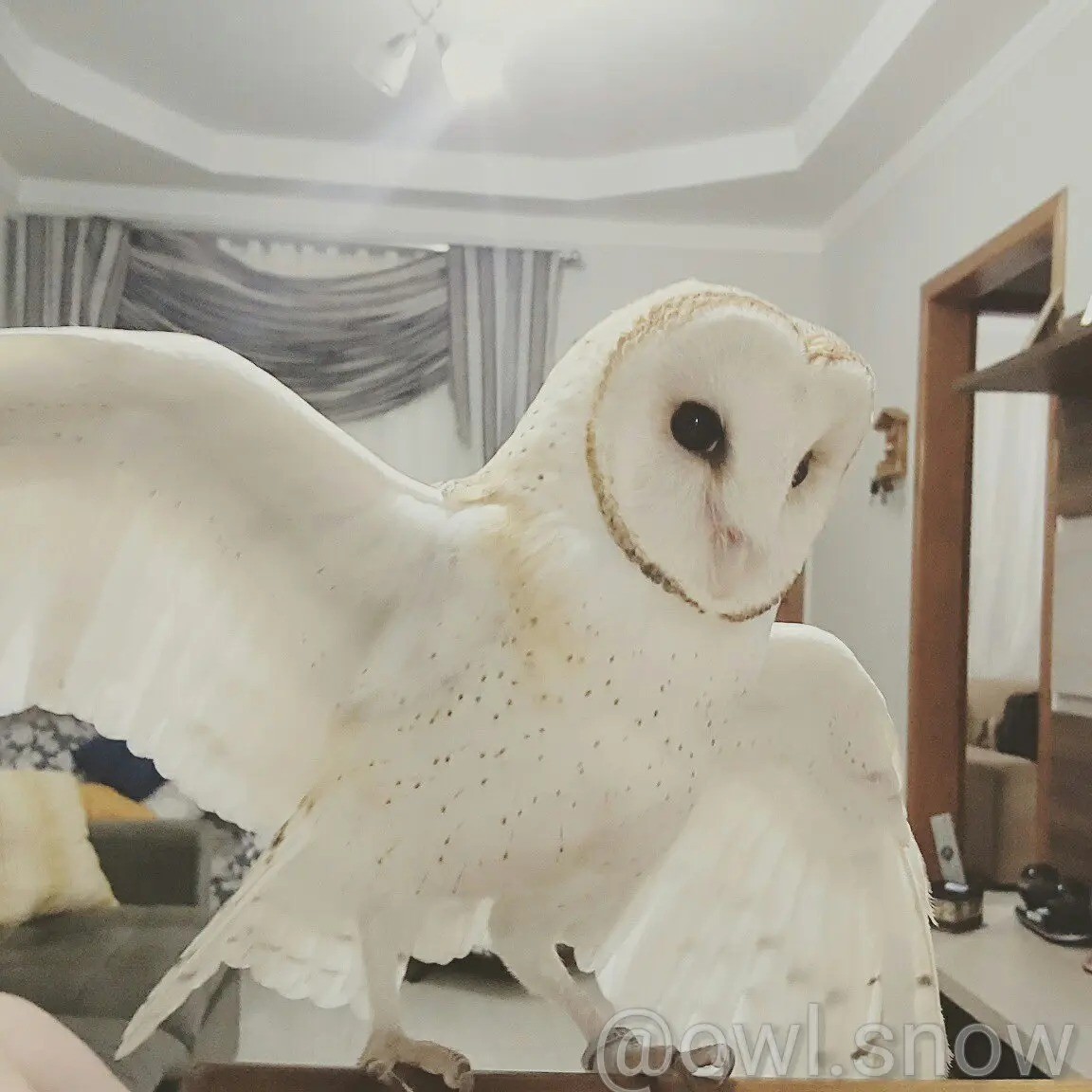 Conheça o Snow, coruja de estimação de casal de Maringá