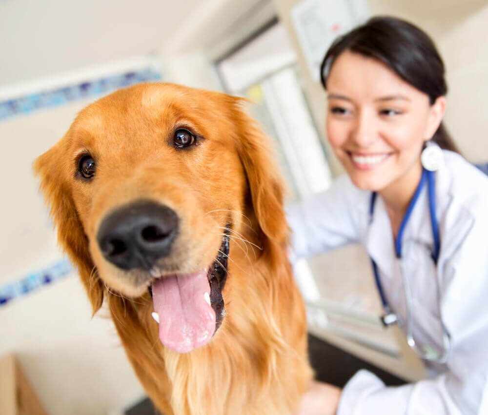 Reflexão sobre o Dia do Médico Veterinário, comemorado em 9 de setembro