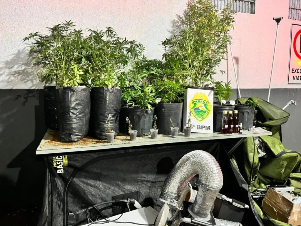 Cultivo de maconha é descoberto em sala comercial na Avenida Brasil