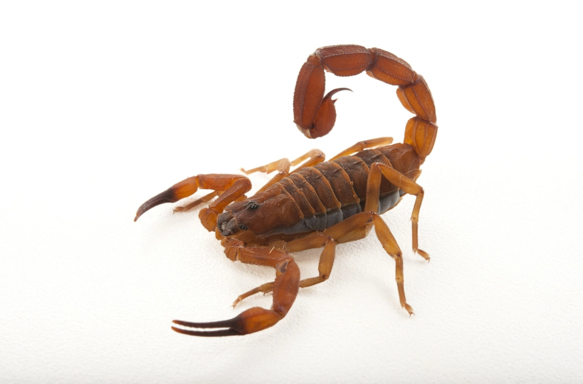 Criança picada por escorpião continua internada no HUM