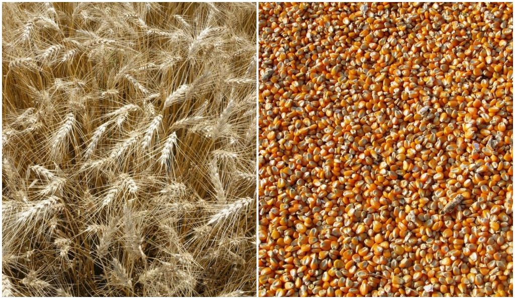 Produtor precisa escolher entre trigo ou milho para a próxima safra