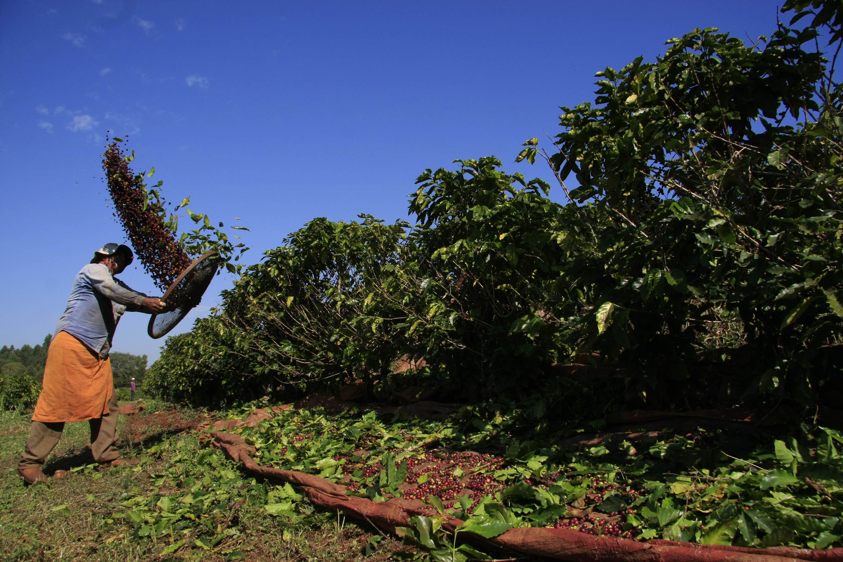 96% da área plantada com café no Paraná foi colhida
