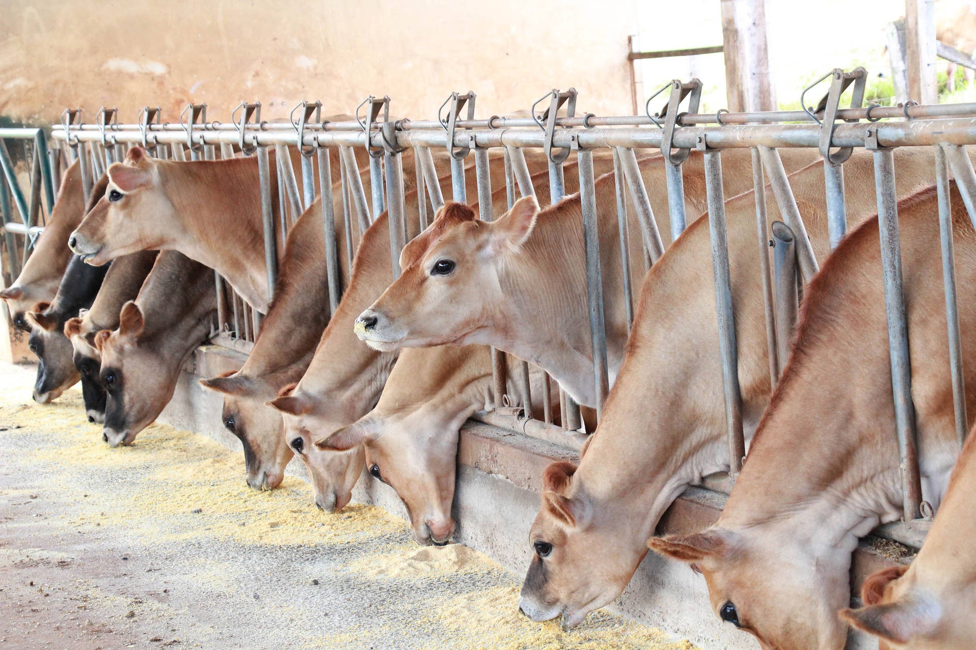 Pandemia prejudica exportações de bovinos em pé