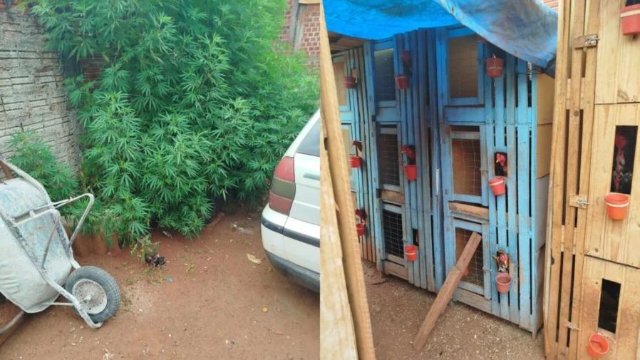 GM flagra possível rinha de galos e plantação de maconha em Maringá