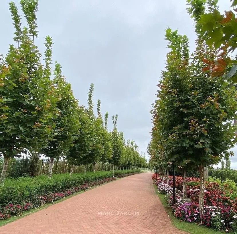Tempo segue instável nesta quarta-feira (2), com possibilidade de chuva em Maringá