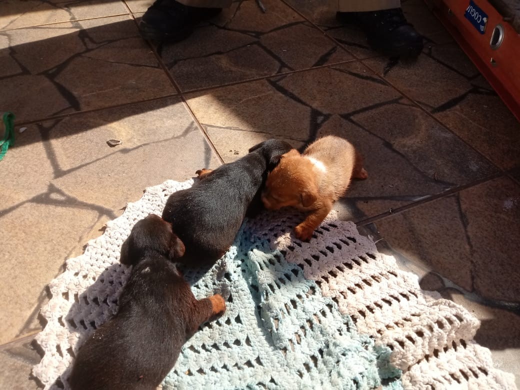 Três cachorros filhotes são resgatados de fossa em Maringá
