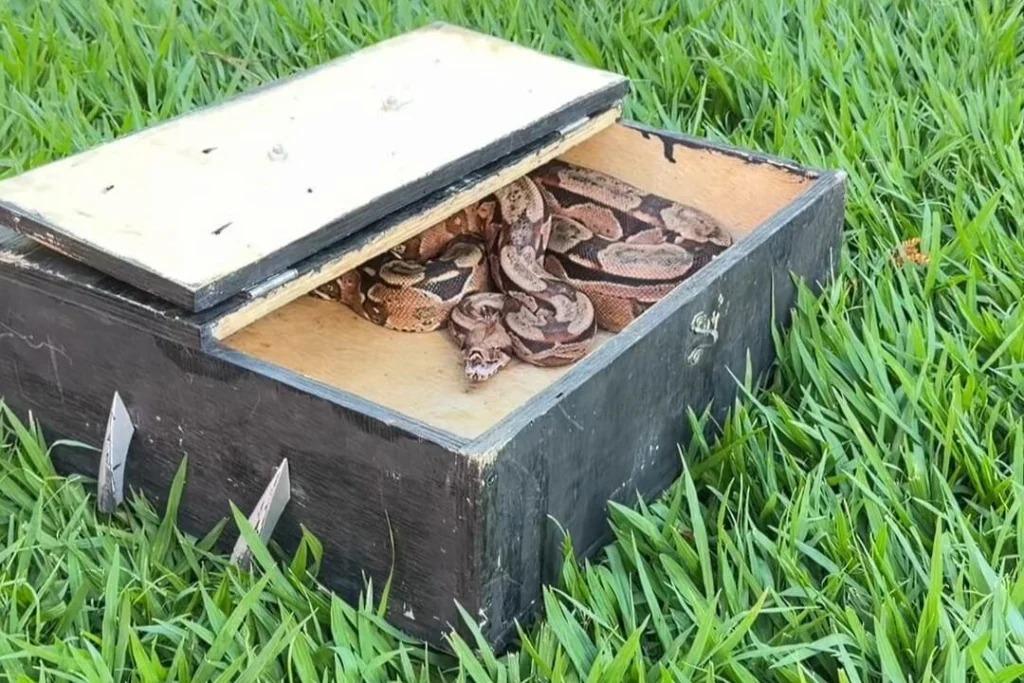 Veja o que se sabe sobre a jiboia capturada em ar-condicionado em Maringá e o destino do animal
