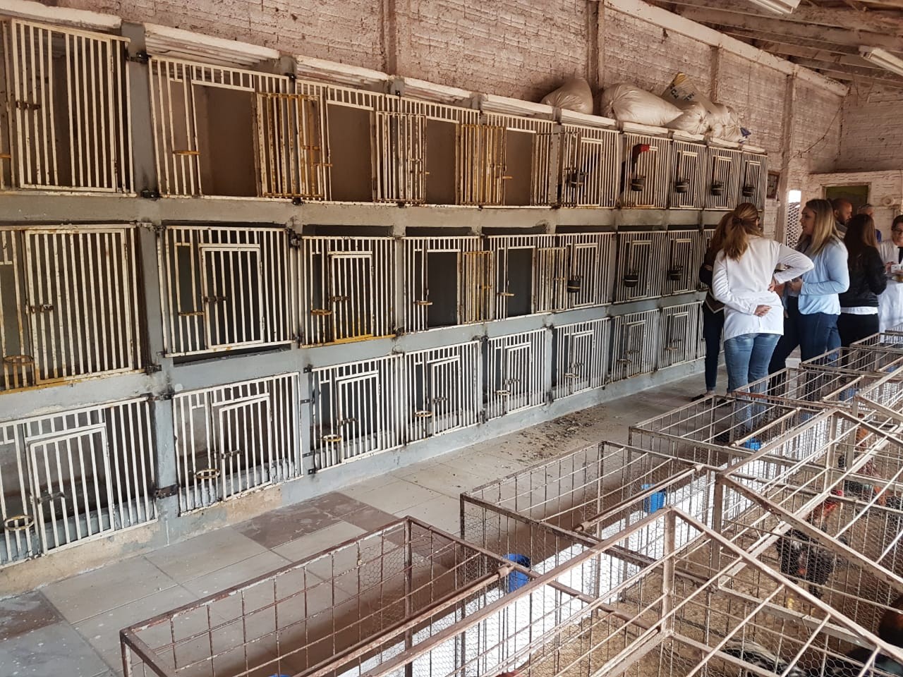 Meio Ambiente e Força Verde verificam denúncia de rinha de galo