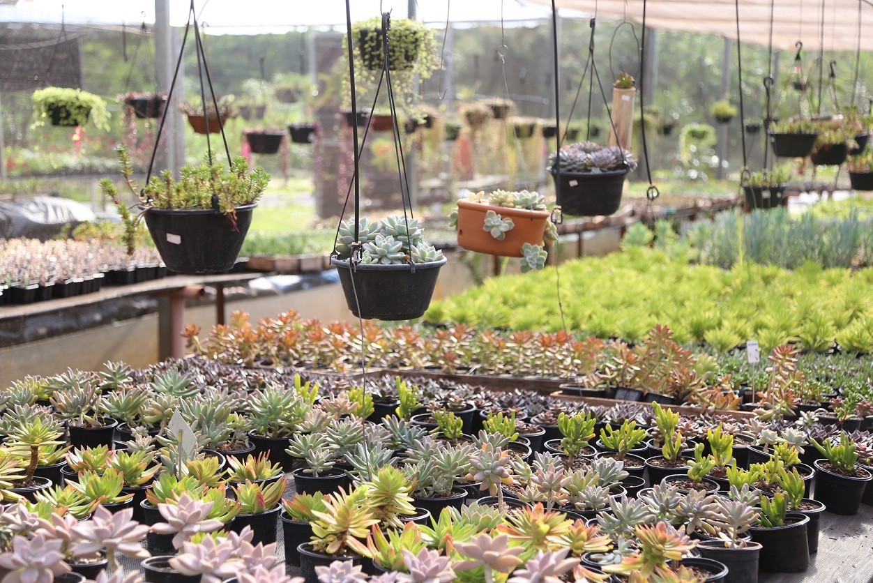Maringá terá Festa das Flores com preço a partir de R$ 2