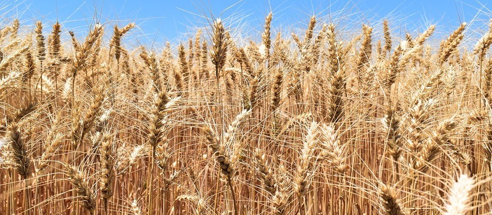 Tempo seco e temperaturas altas podem diminuir rendimento das lavouras de trigo no Paraná