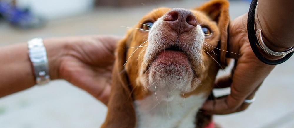 Por que um cão ataca e como prevenir?