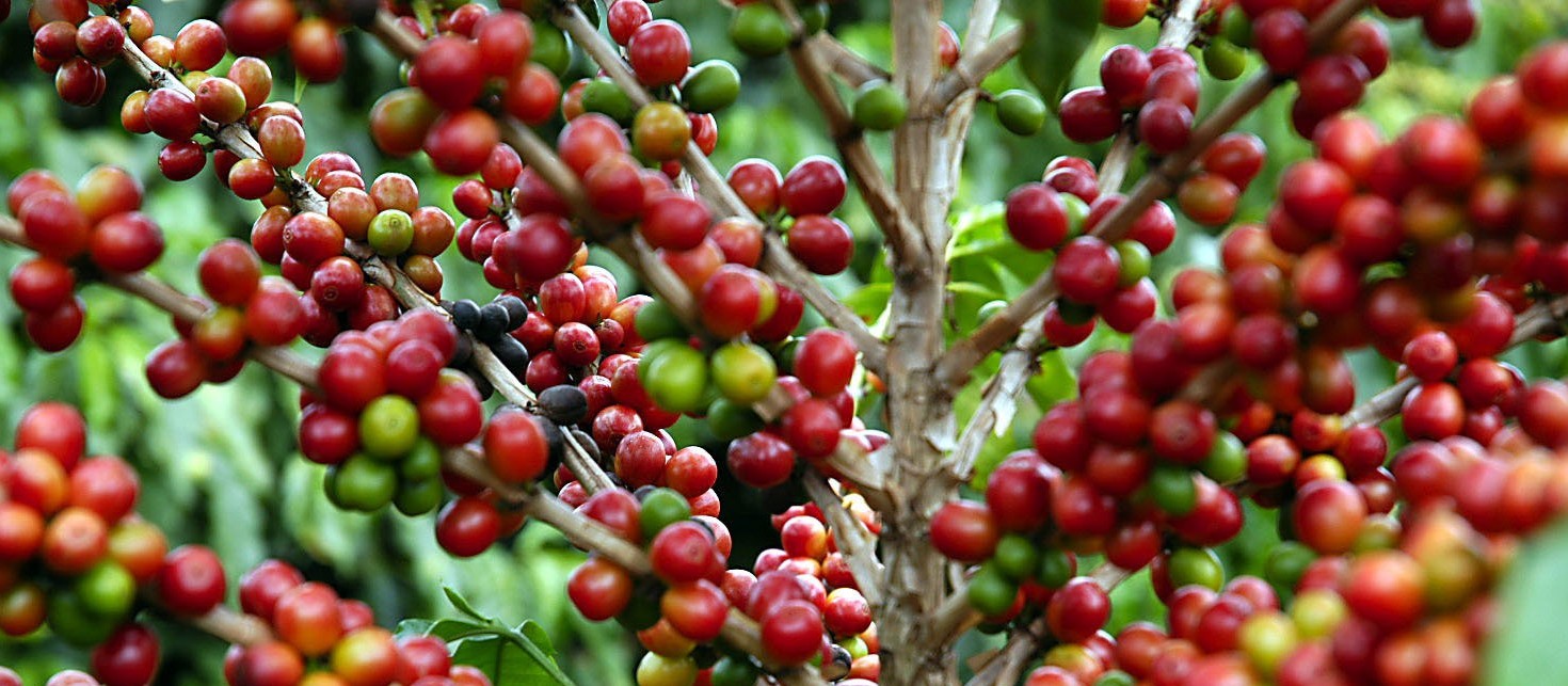 Colheita do café chega a 16% no Paraná