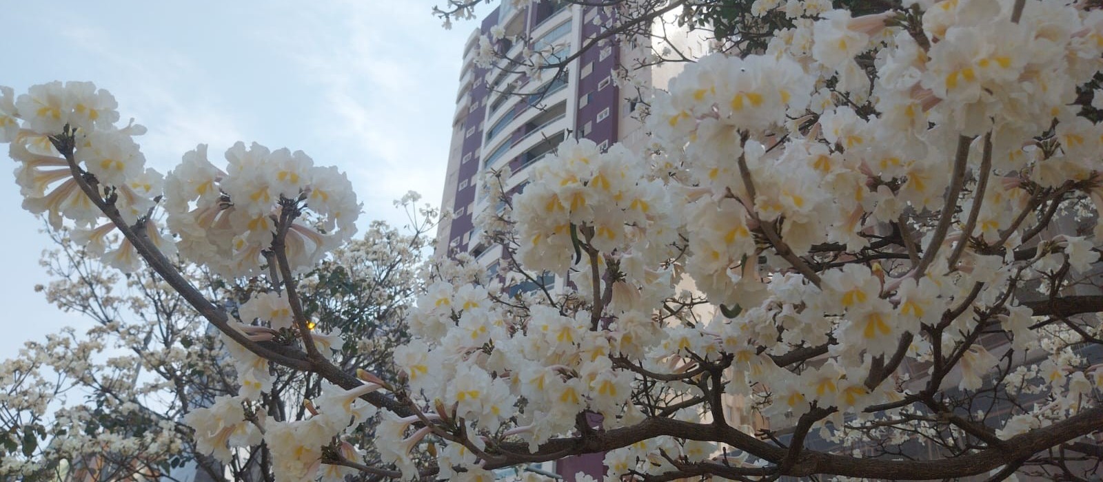 Não perca: florada dos ipês brancos dura apenas quatro dias