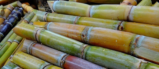 Alta no preço do etanol antecipa colheita da cana-de-açúcar do Brasil 