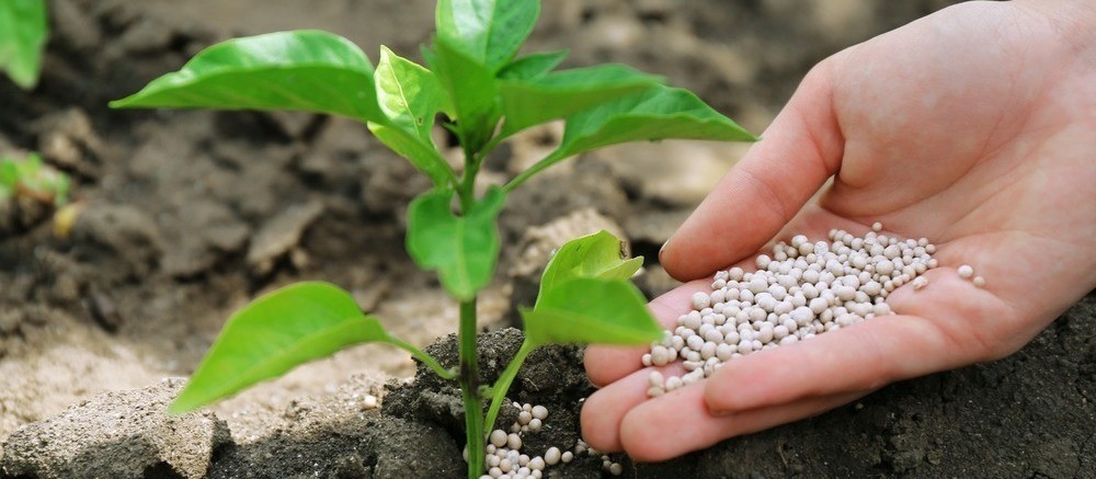 Projeto desenvolvido por cientistas possibilita o uso de resto de cervejeiras para fertilizantes agrícolas 