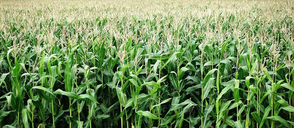 Produtividade média do milho este ano é 32% superior a safra passada