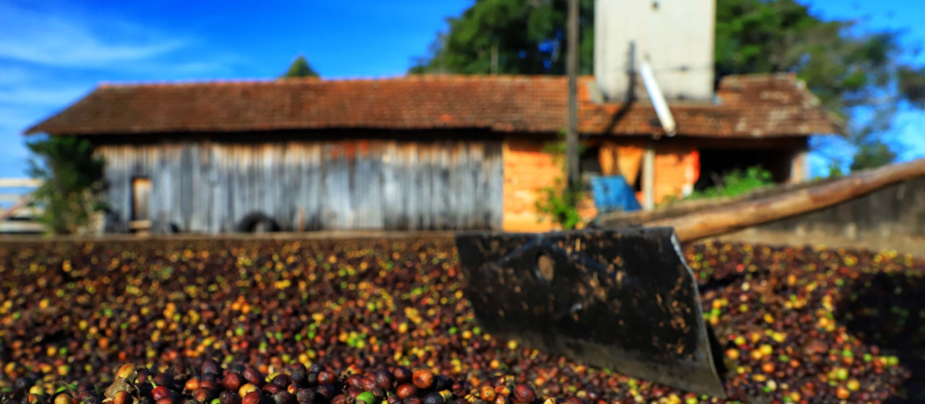 Produtores paranaenses de café e leite têm recebido menos