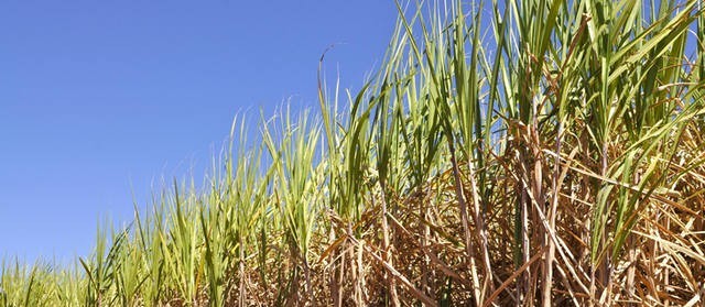 Fatores climáticos prejudicam a produção da cana-de-açúcar no Paraná