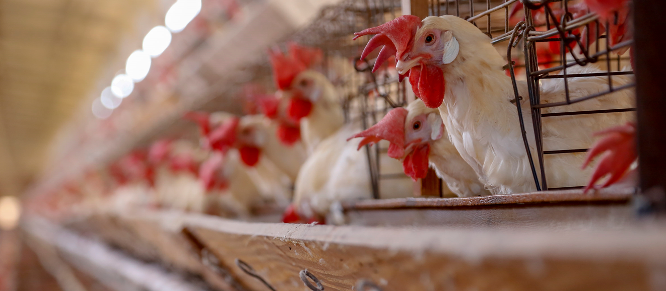 Abate de cabeças de frango no Brasil atingiu 6,18 bilhões em 2021