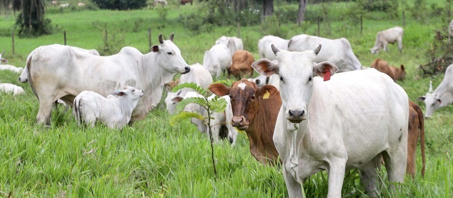 Casos de vaca louca no Brasil não oferecem riscos, diz OIE