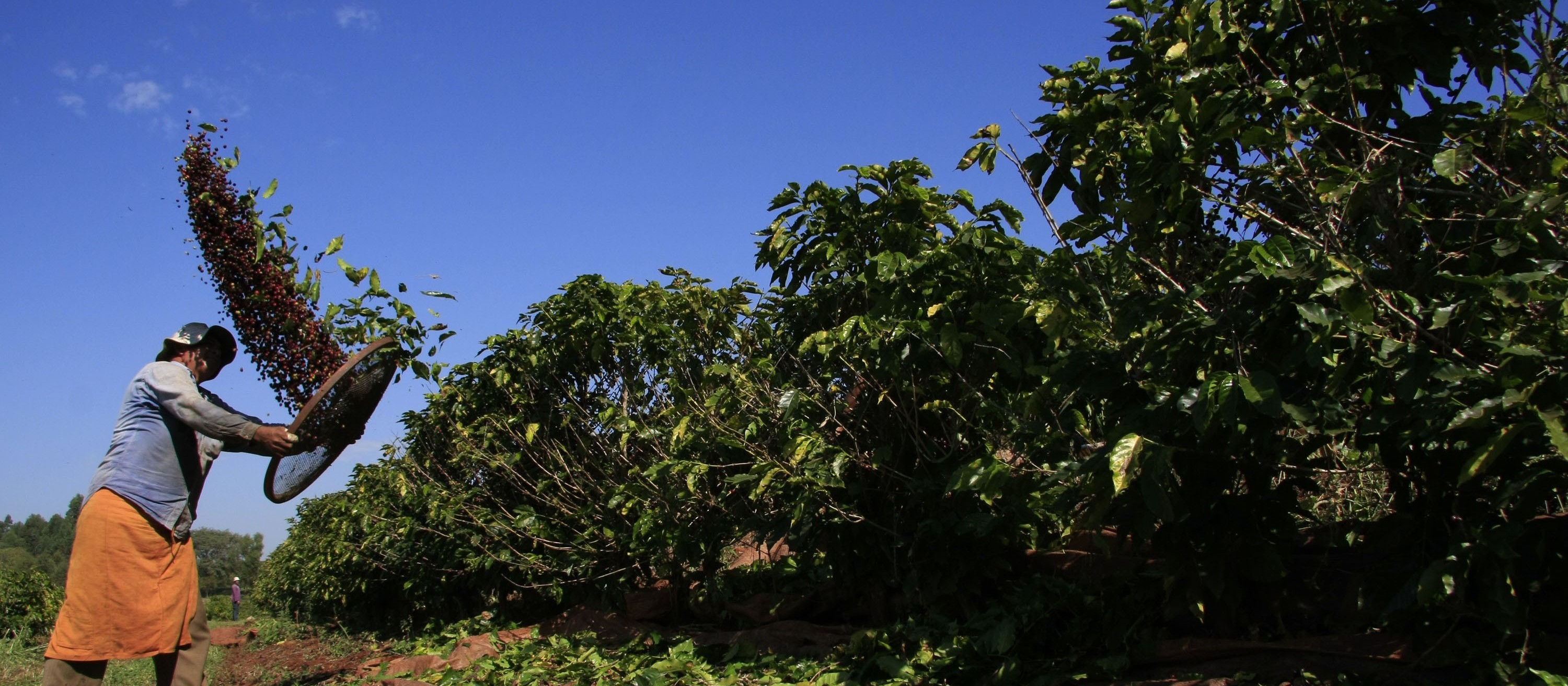 Colheita do café chega a 60% da área no Paraná