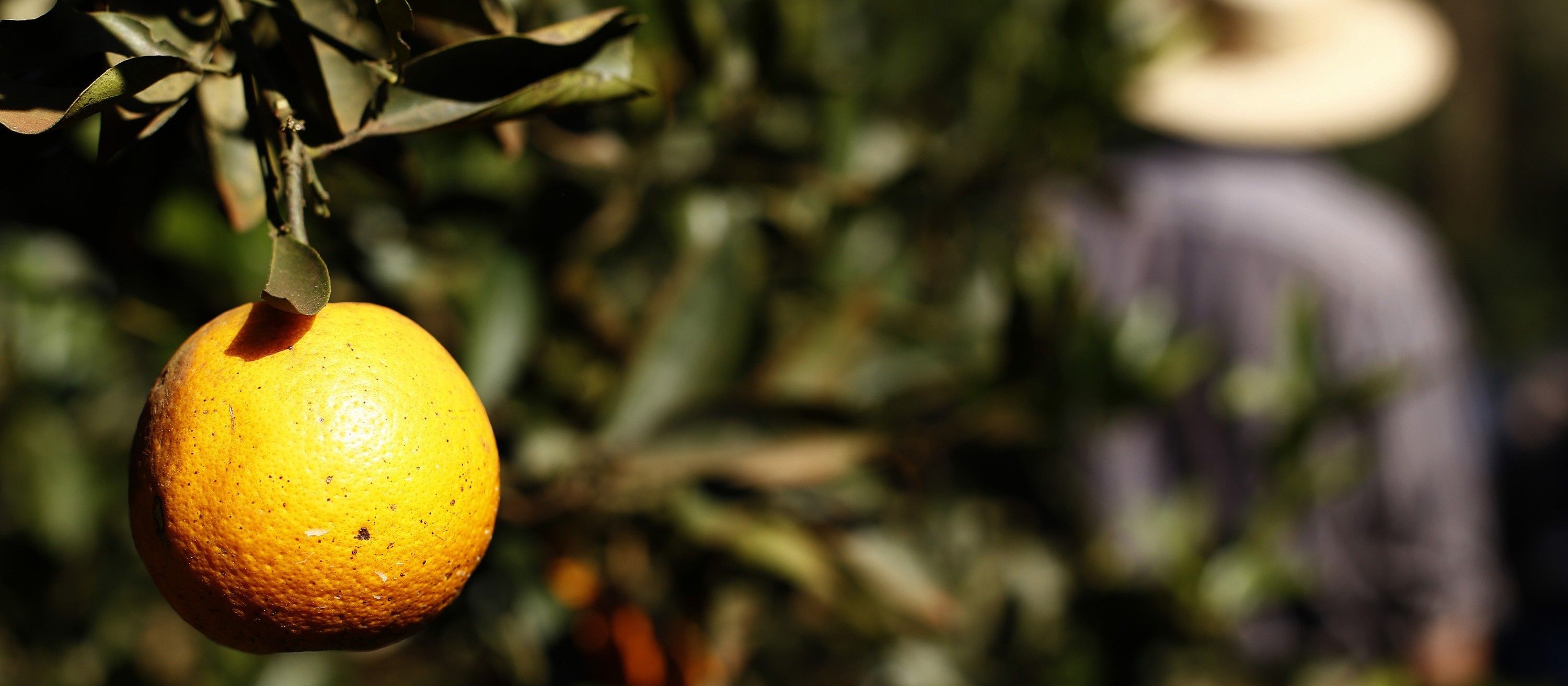 Greening avança de forma severa nos pomares de laranja