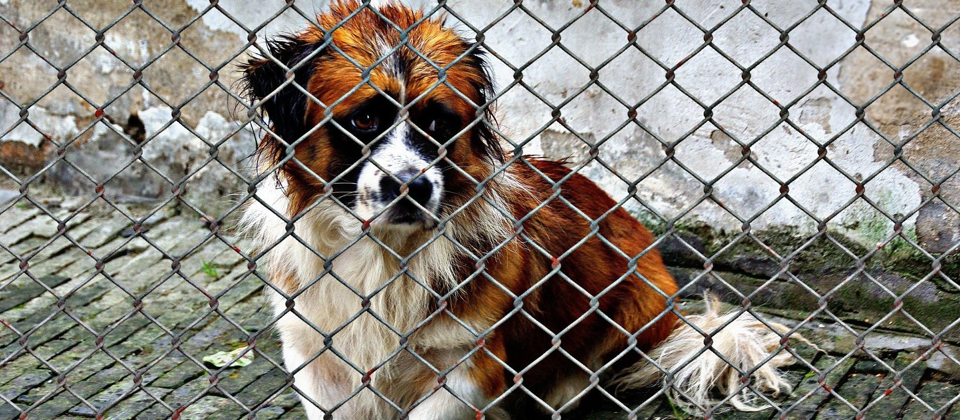 Projeto de lei propõe dobrar multa por maus-tratos a animais em Maringá