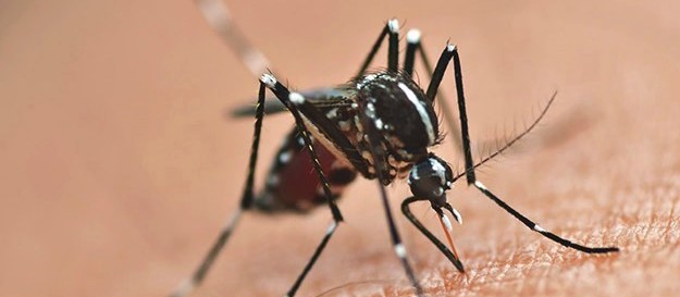 Com oito mortes, Maringá tem 6.896 casos de dengue