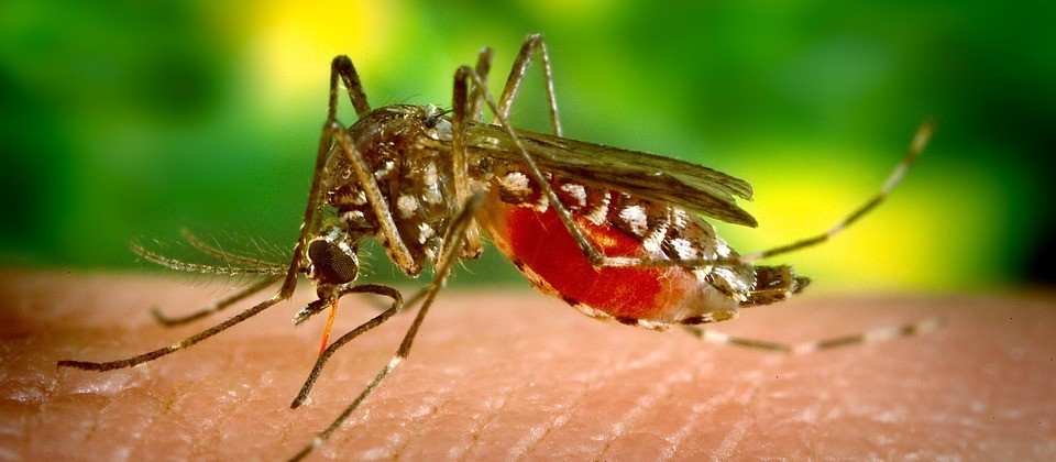 Maringá tem 143 casos confirmados de dengue