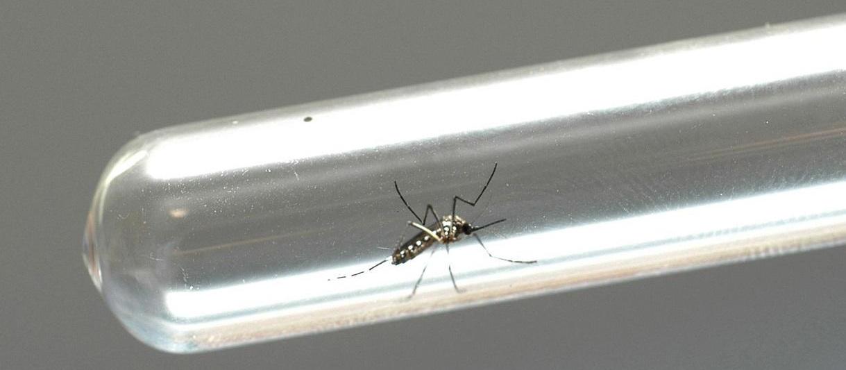 Índice médio de infestação do Aedes aegypti é de 2,3 % em Maringá