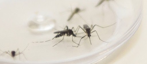 Semana termina sem dados da dengue em Maringá