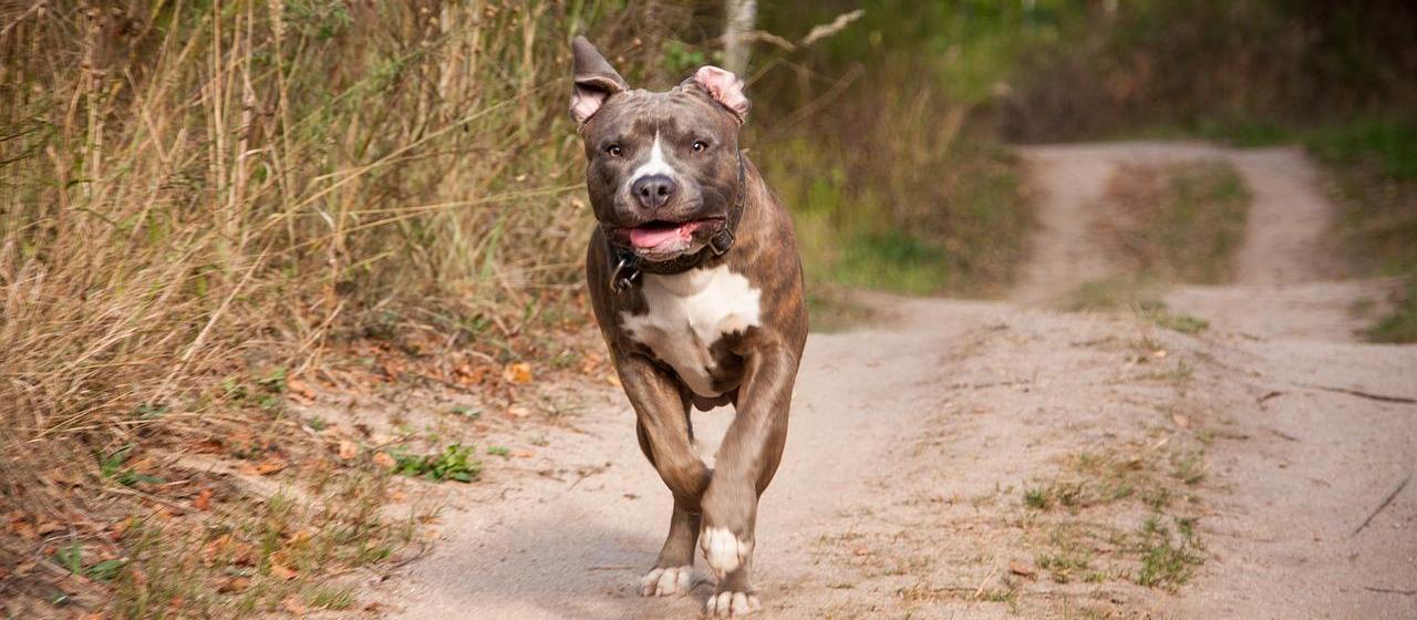 Homem é atacado por cachorro da raça pitbull em Maringá