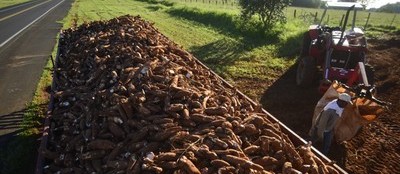 Tonelada da raiz de mandioca custa R$ 430 em Campo Mourão e Umuarama