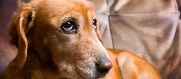 Alzheimer: entenda como essa doença afeta os cães