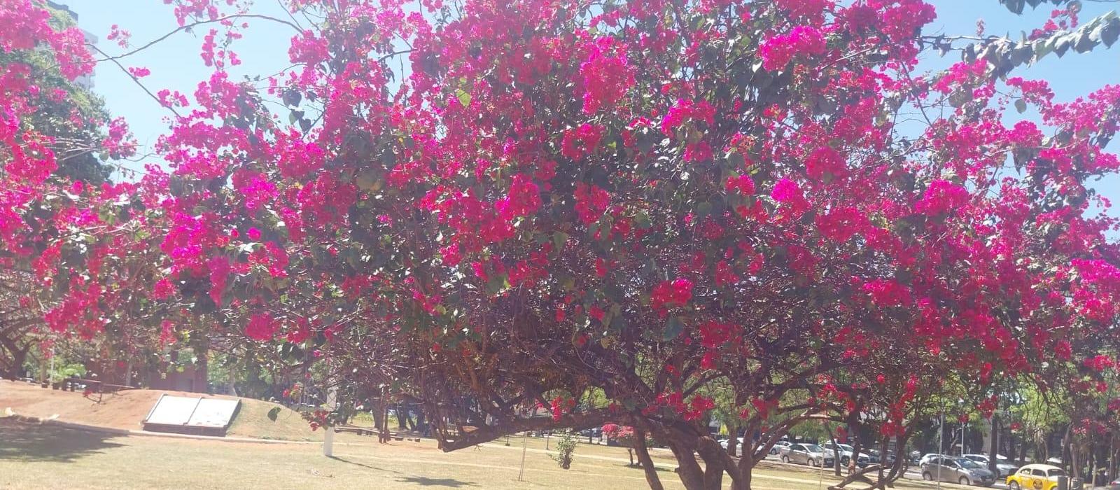 Confira a previsão do tempo para este sábado (4) em Maringá