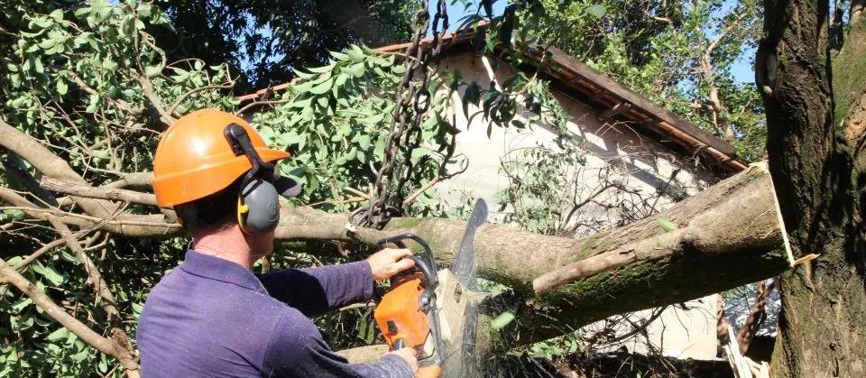 Prefeitura credencia duas empresas para fazer poda, corte, remoção, destoca e substituição de árvores